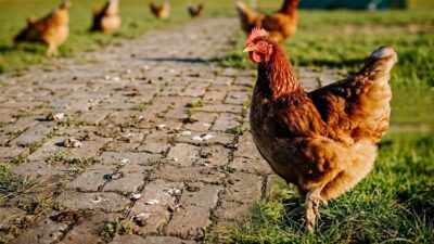Ötszáz lejre bírságoltak egy brébi asszonyt, mert tyúkjai összepiszkították a szomszéd térkövét